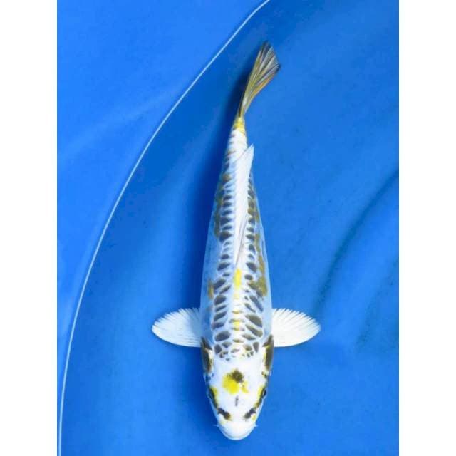 34cm - Hikari Super Langka