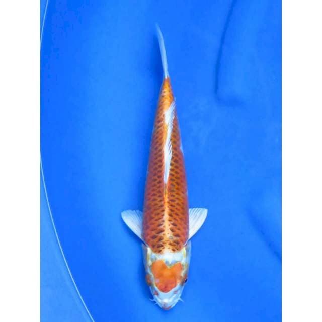 32cm - Kujaku