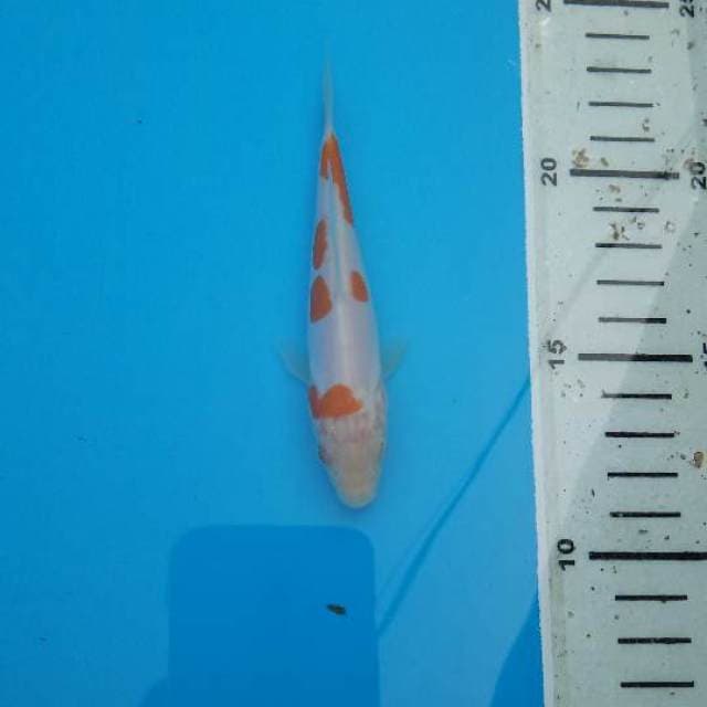 Kohaku Doitsu F1