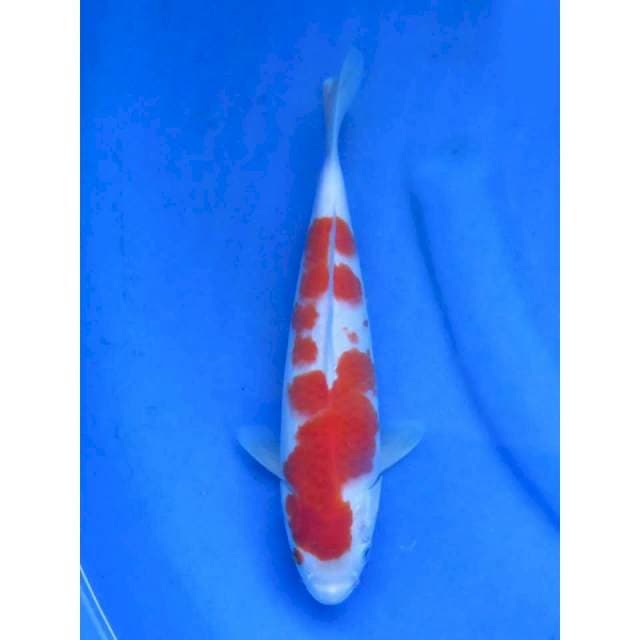 26cm - Kohaku no bocor