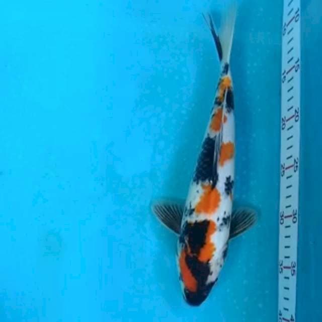 31 cm # SHOWA CANTIK