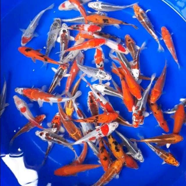 Paket 16-20cm 60ekor
