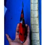 SHOWA MOTOGORO, 25cm