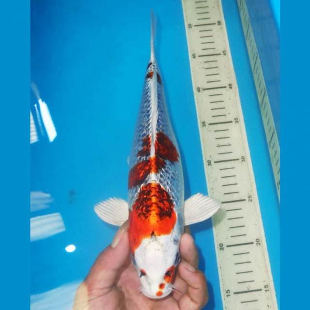 KINGINRIN RED KUJAKU