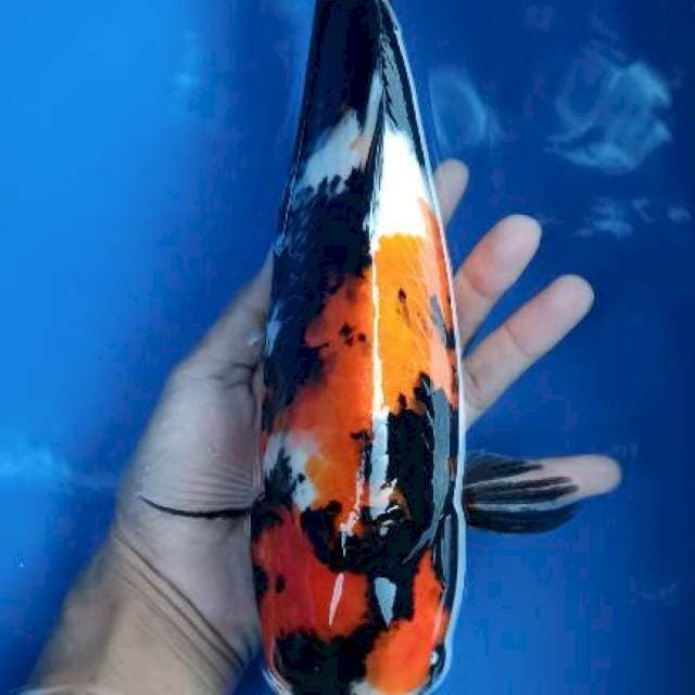 showa 36cm