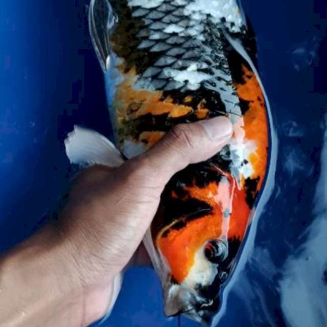 showa 36cm