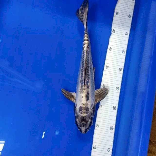 Kiko 31 cm