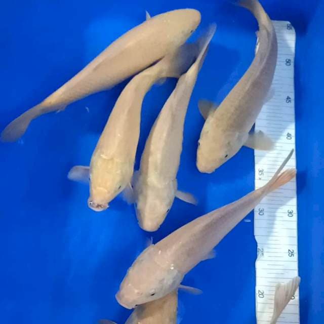 Karasi 7 ekor 27-28 cm