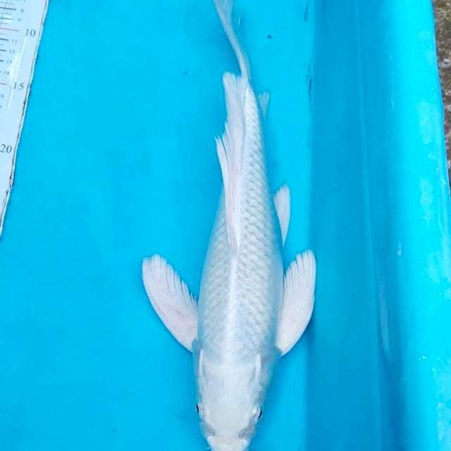 Platinum Kumpay 35cm