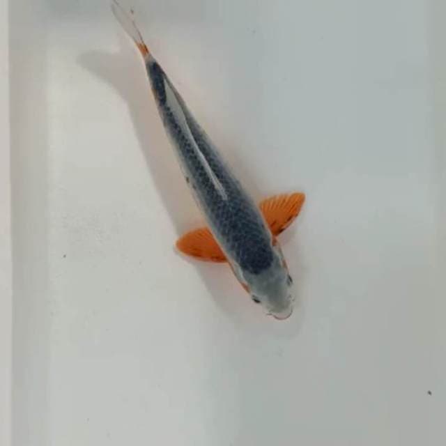 Asagi, male, 32 cm