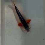 Asagi, male, 32 cm