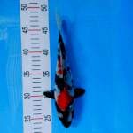 Showa 24cm