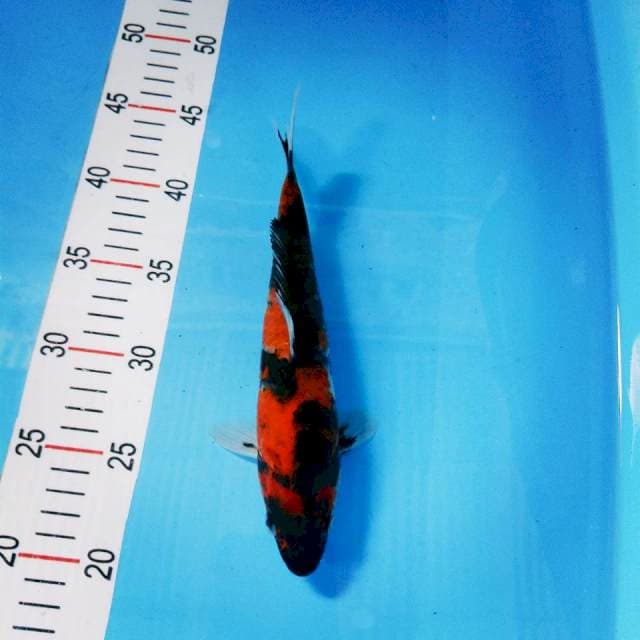 Showa 24cm