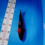 Showa 24cm