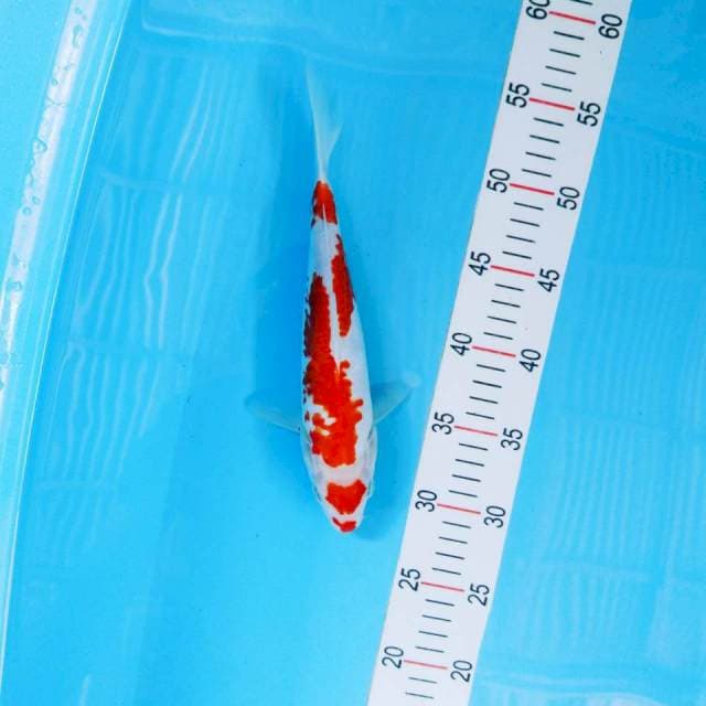 Kohaku 27cm