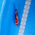 Kohaku 27cm