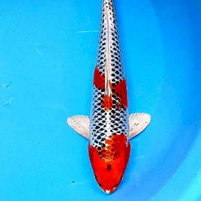 Kujaku super red M 33 cm