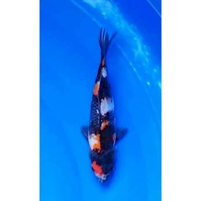 Original Showa Sanshoku 3Step 20cm (F)