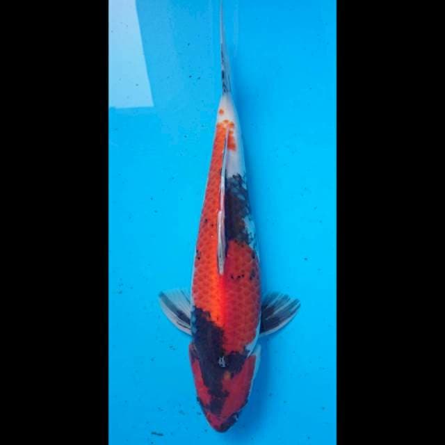 Showa 40cm