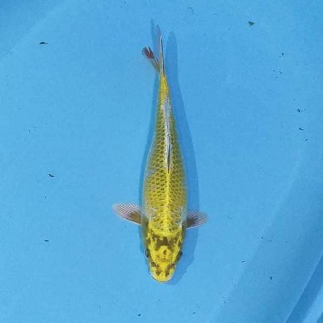 Mukashi ogon