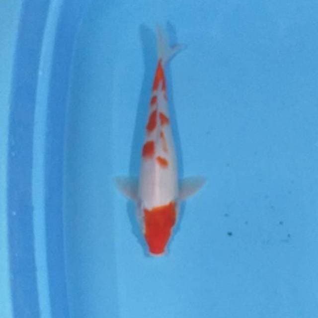 Kohaku
