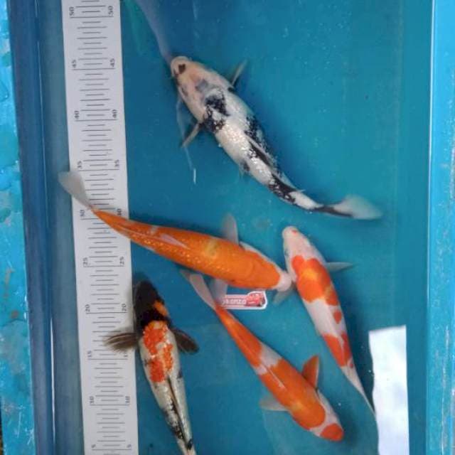 Paket mix 5ekor