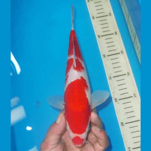 SANDAN KOHAKU KUCIBENI