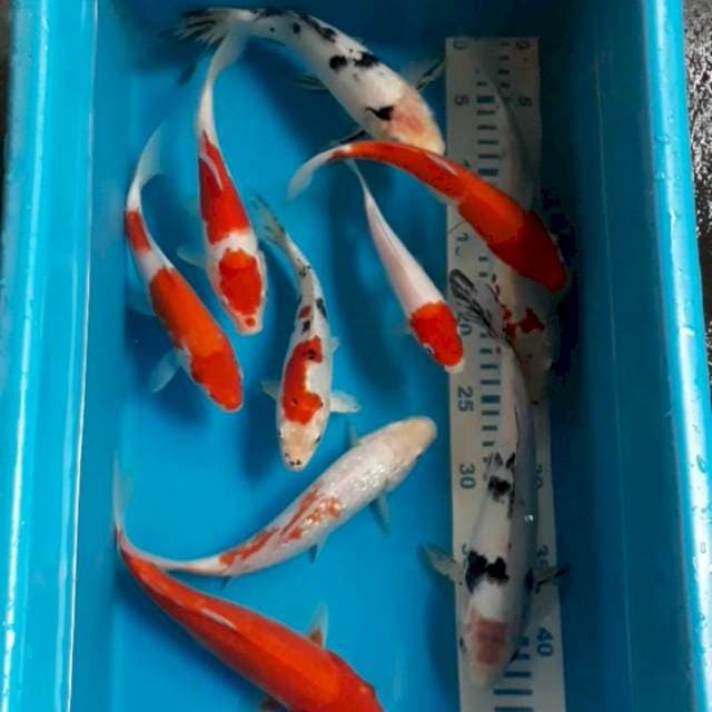 Mix 10 ekor 15-20 cm