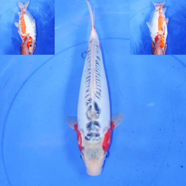 HANA SHUSUI 36cm
