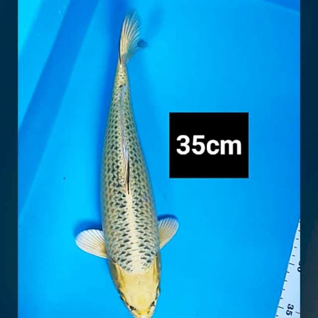 Ki matsuba jos 35cm
