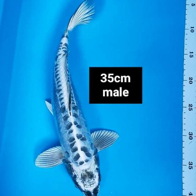Metallic antik 35cm male