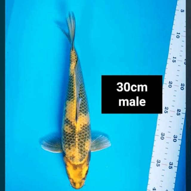 Kin ki utsuri strong 30cm male