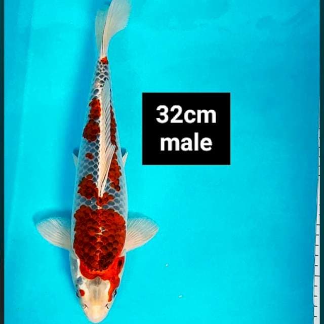 Goshiki super 32cm male