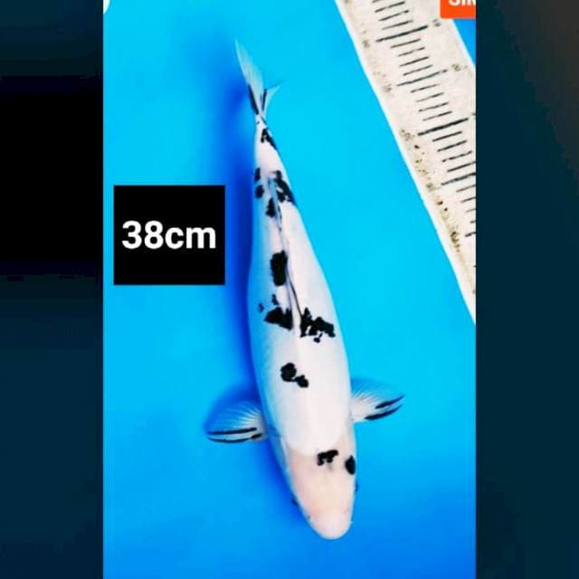 Doitsu murni bekko bersih 38cm