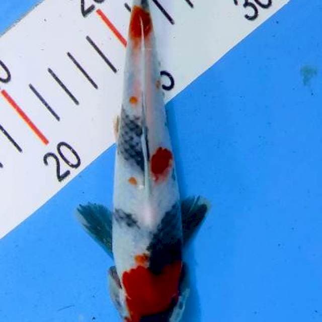 Showa 18 cm