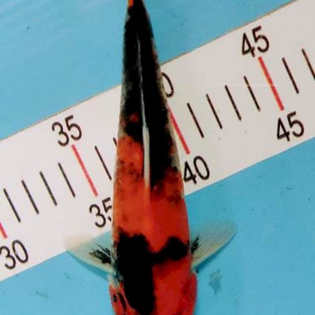 Showa 23 cm