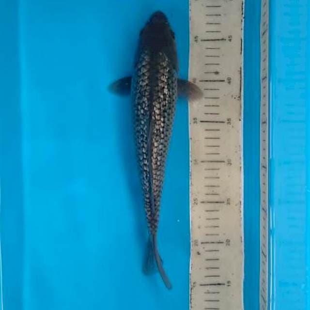 Badak Air Ginrin 32 cm
