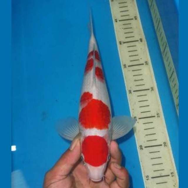 MARUTEN SANDAN KOHAKU
