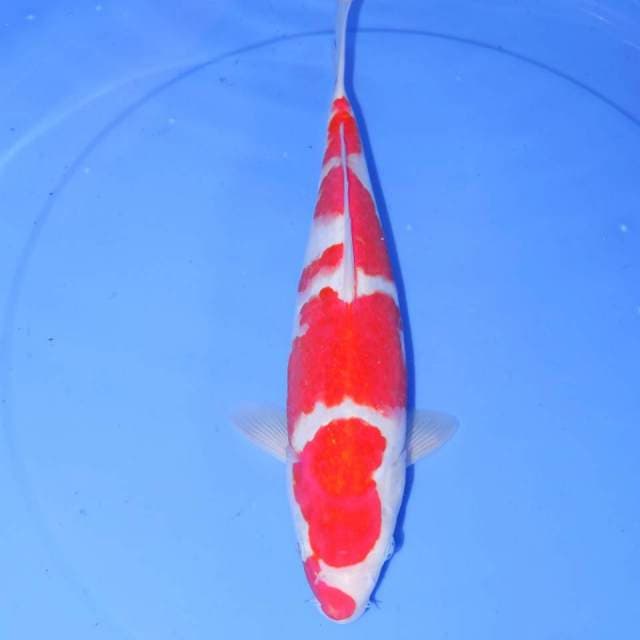 30cm 4STEP KOHAKU UNIK