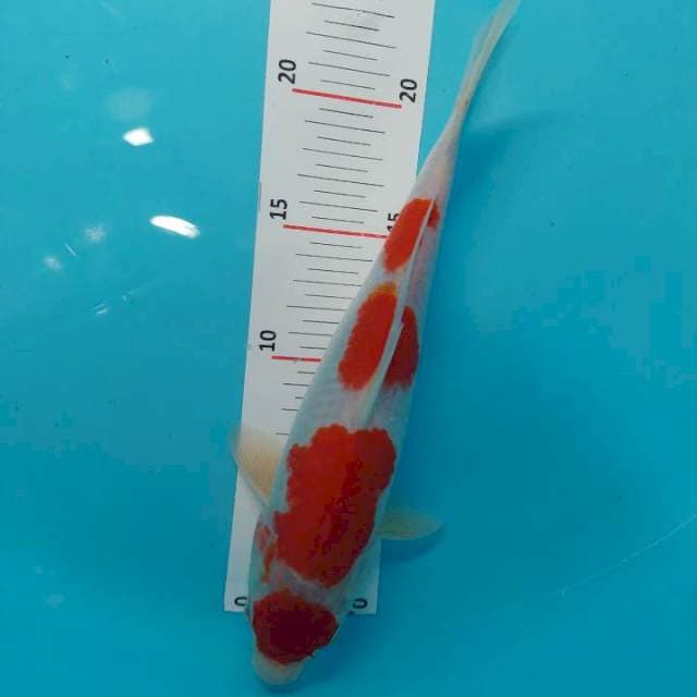MARUTEN KOHAKU 26 cm