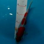 MARUTEN KOHAKU 26 cm