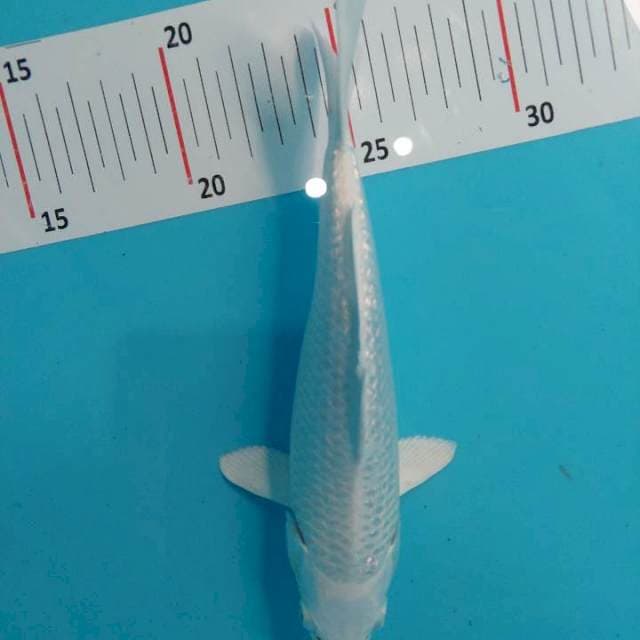 Platinum ginrin 19 cm