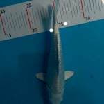 Platinum ginrin 19 cm