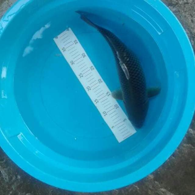 penjinak kolam