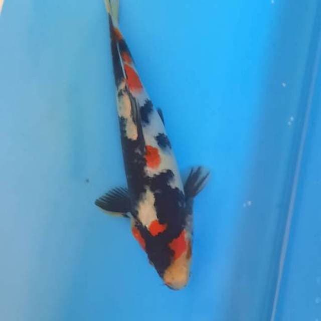 Showa 20cm