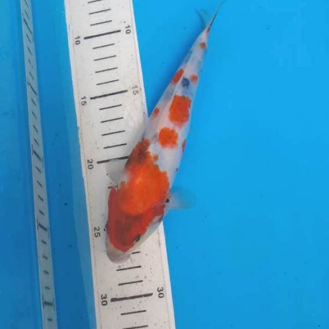 Tategoi showa 20cm
