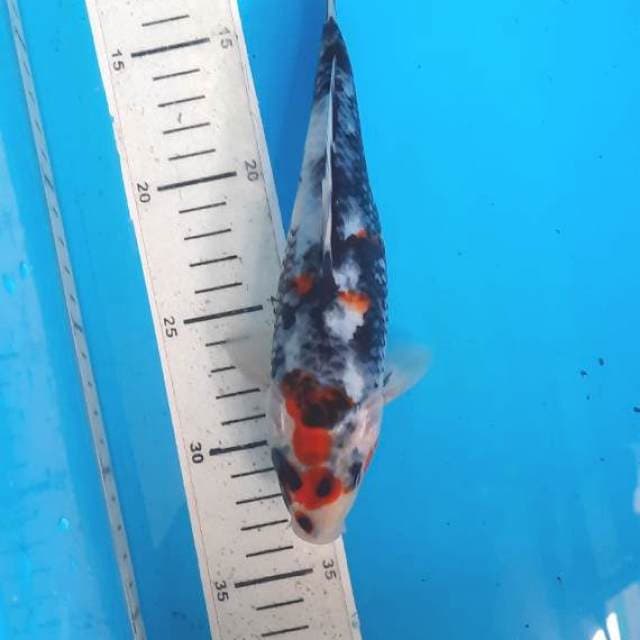 Showa 21cm