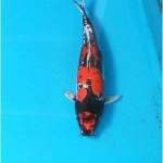 Beni Kiko Ogata Import