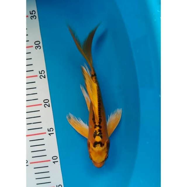 kumpay mizuo 25 cm