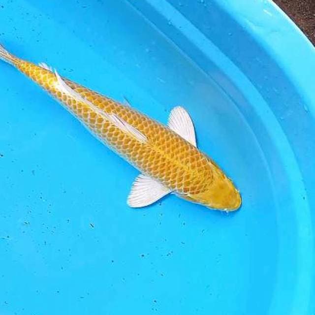Yamabuki jagung 33 cm